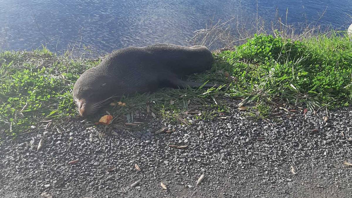 Northland news in brief: Fur seal died from malnourishment; and 0800 number to report gang activities