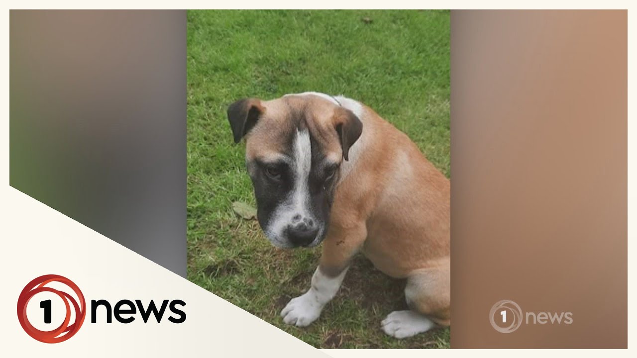 Dog fighting rings terrify Northland canine lovers