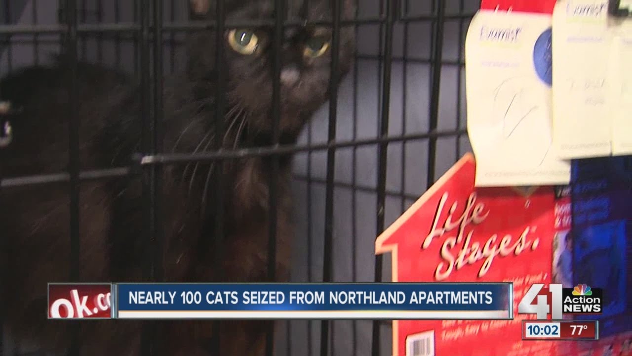 Dozens of cats seized from Northland home