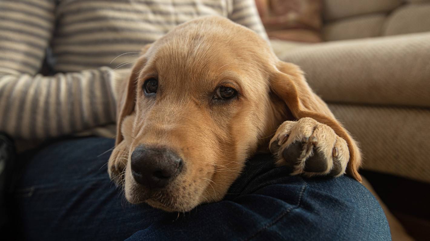 Guide dog puppy raisers desperately sought as cost of living crisis hits volunteers