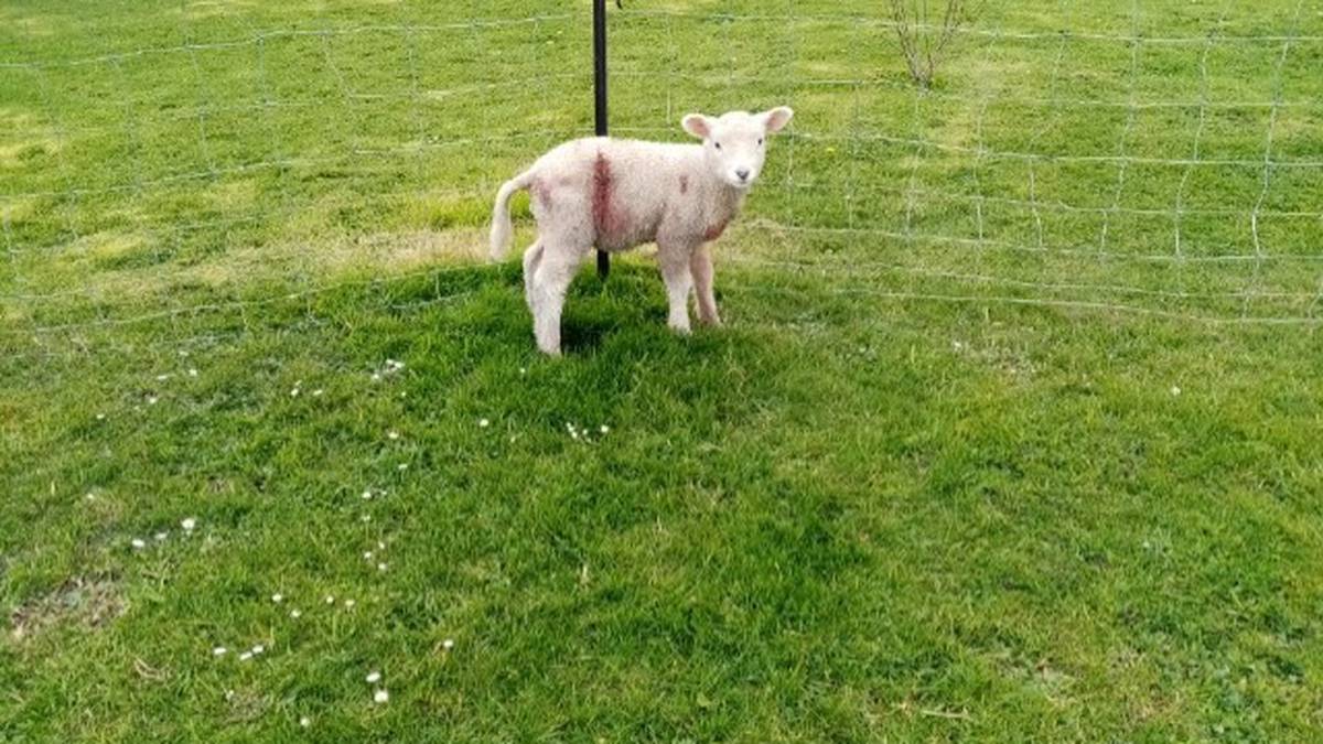 Pregnant ewe with twins stolen and killed