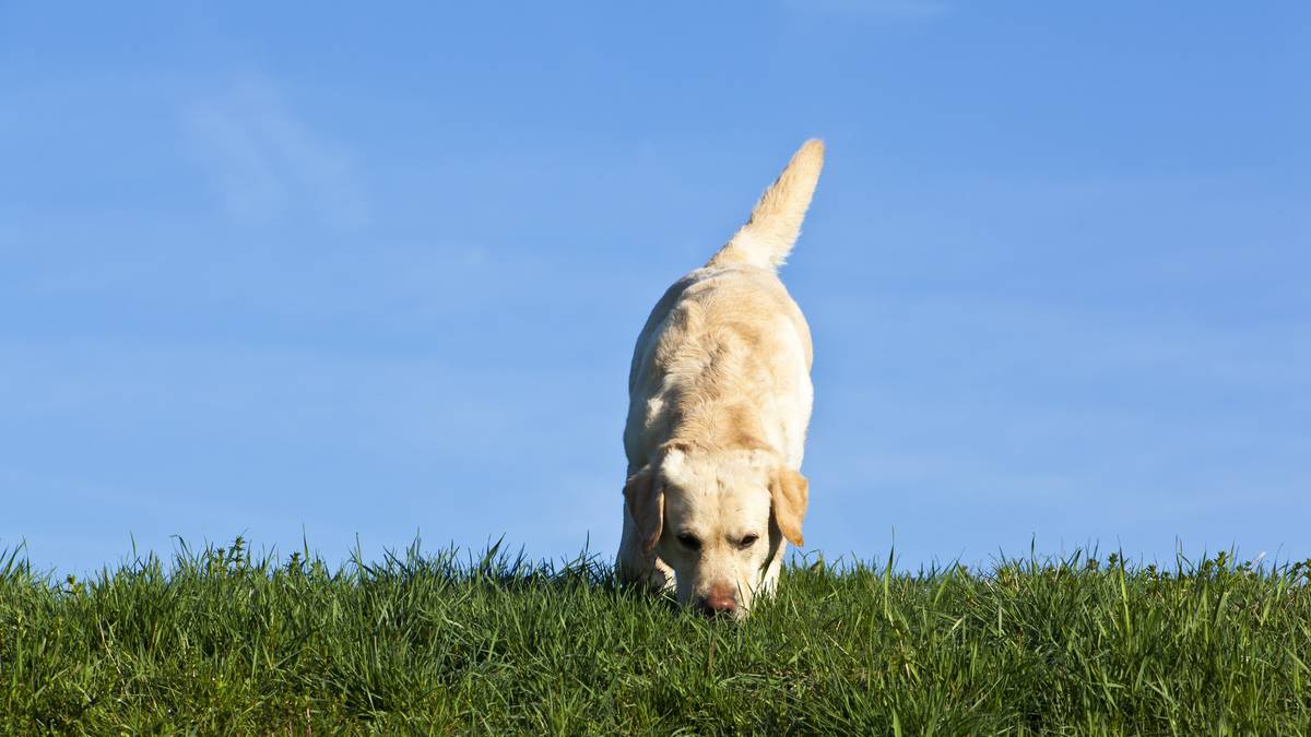 Kiwi Coast workshops help owners understand canine companions