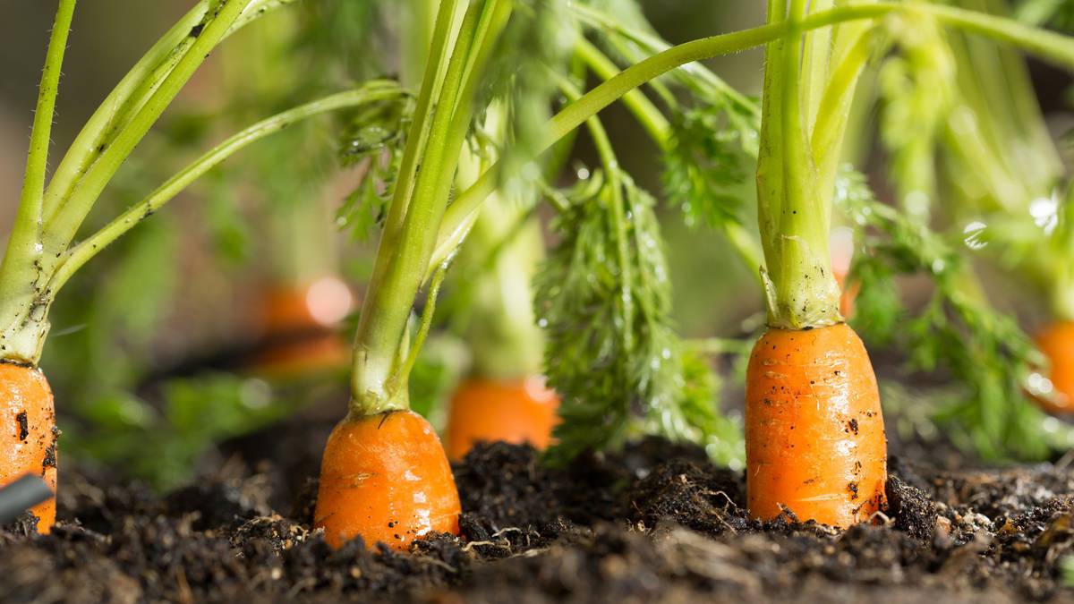 Kevin Page: Turns out there are more expensive things than organic carrots