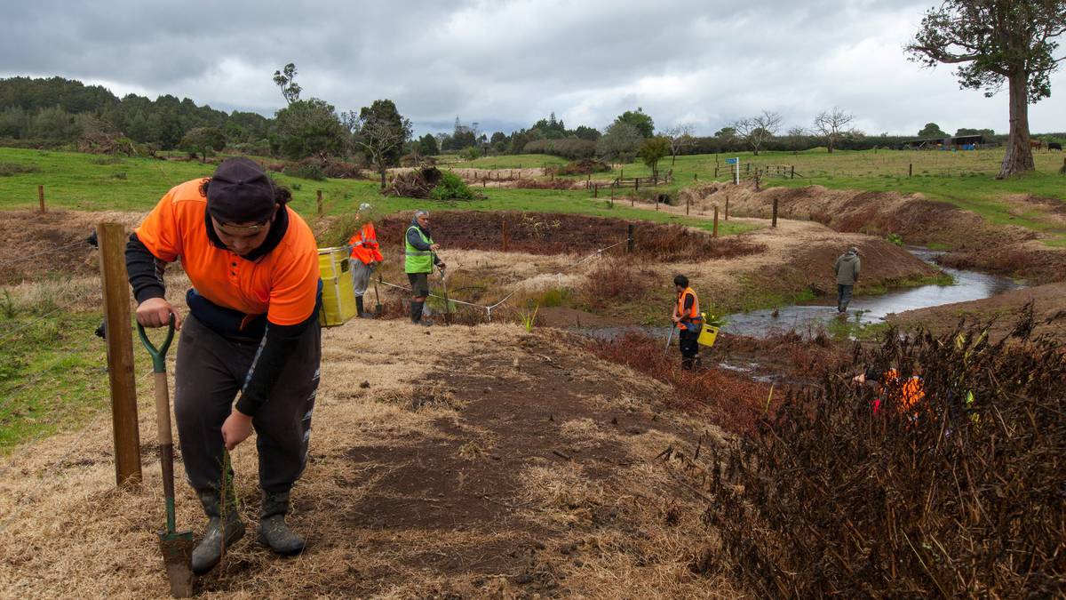 ‘It’s what we want to do’: The youth training trust saving Kaikohe’s waterways