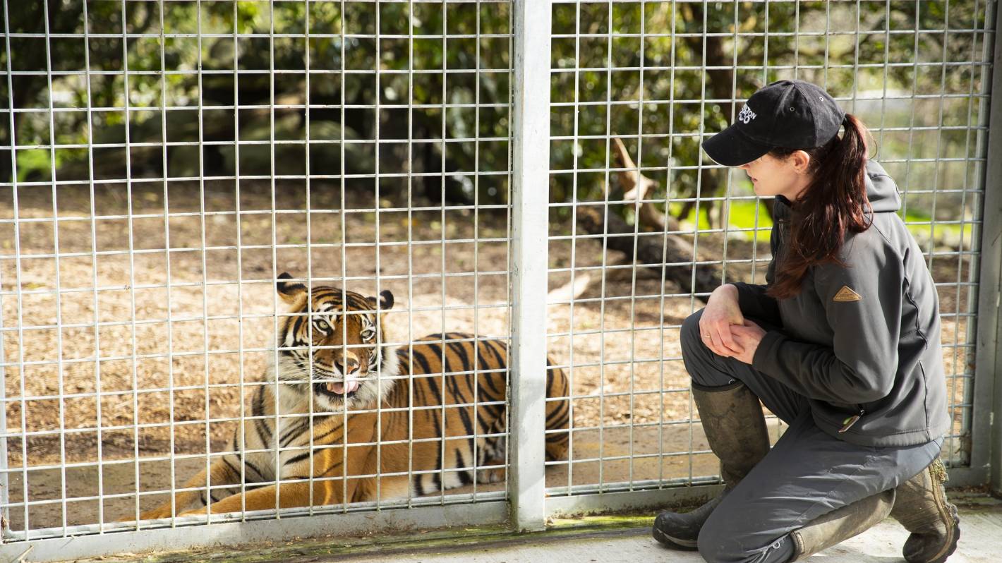 Lions, tigers and chimpanzees first in the firing line in a mass zoo escape