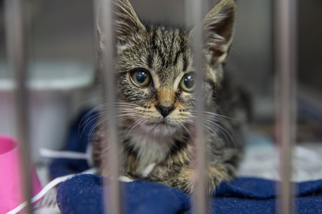 Glut of unwanted cats and dogs: SPCA aims to neuter 30,000