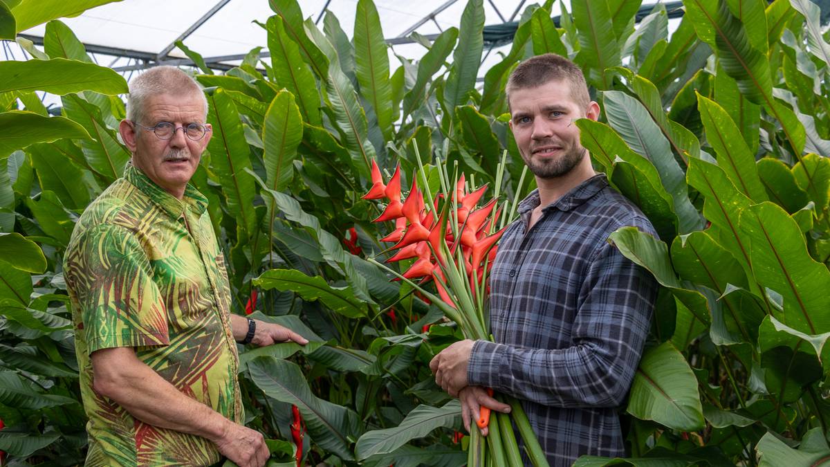 Heliconia hybrids require huge patience for North pioneer