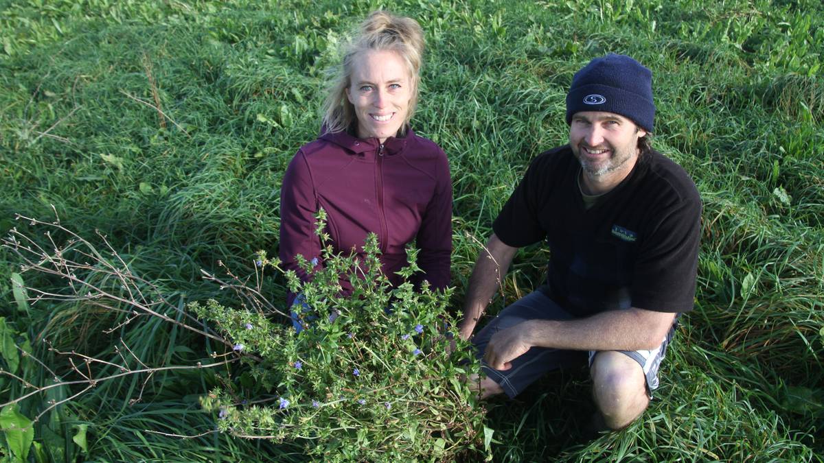 Northland beef farmers’ diverse pastures plan forces reset