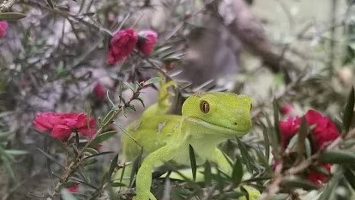 Our Treasures: Geckos galore – come and see them at Kiwi North