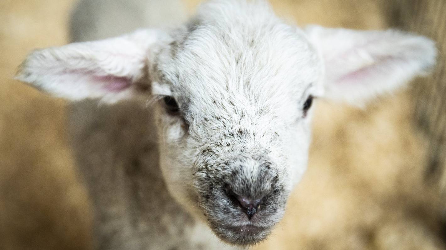 Spike in gastrointestinal infections linked to lambing and calving season