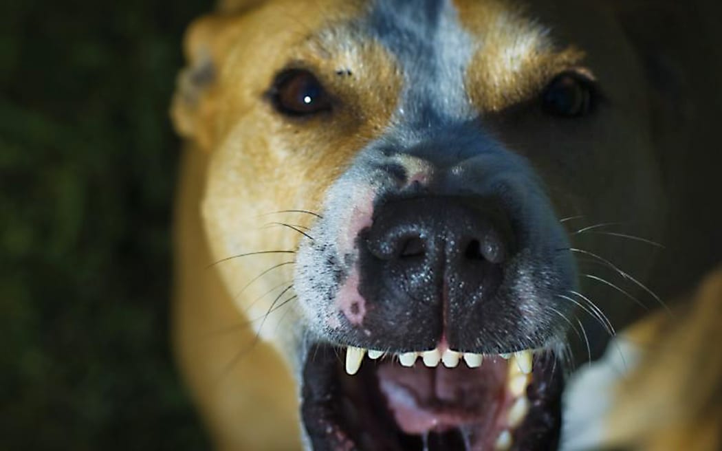 Killer dogs driving Northland farmers from owning sheep