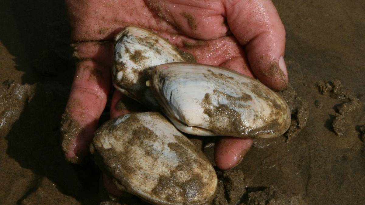 Man caught with toheroa on Northland beach says he was ‘getting a feed’