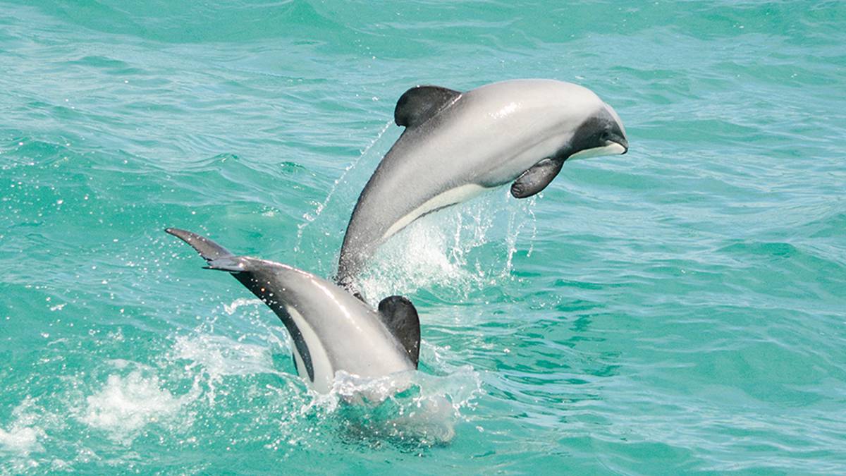 DoC seeks information on any Hector’s dolphins making unusual trip to Northland