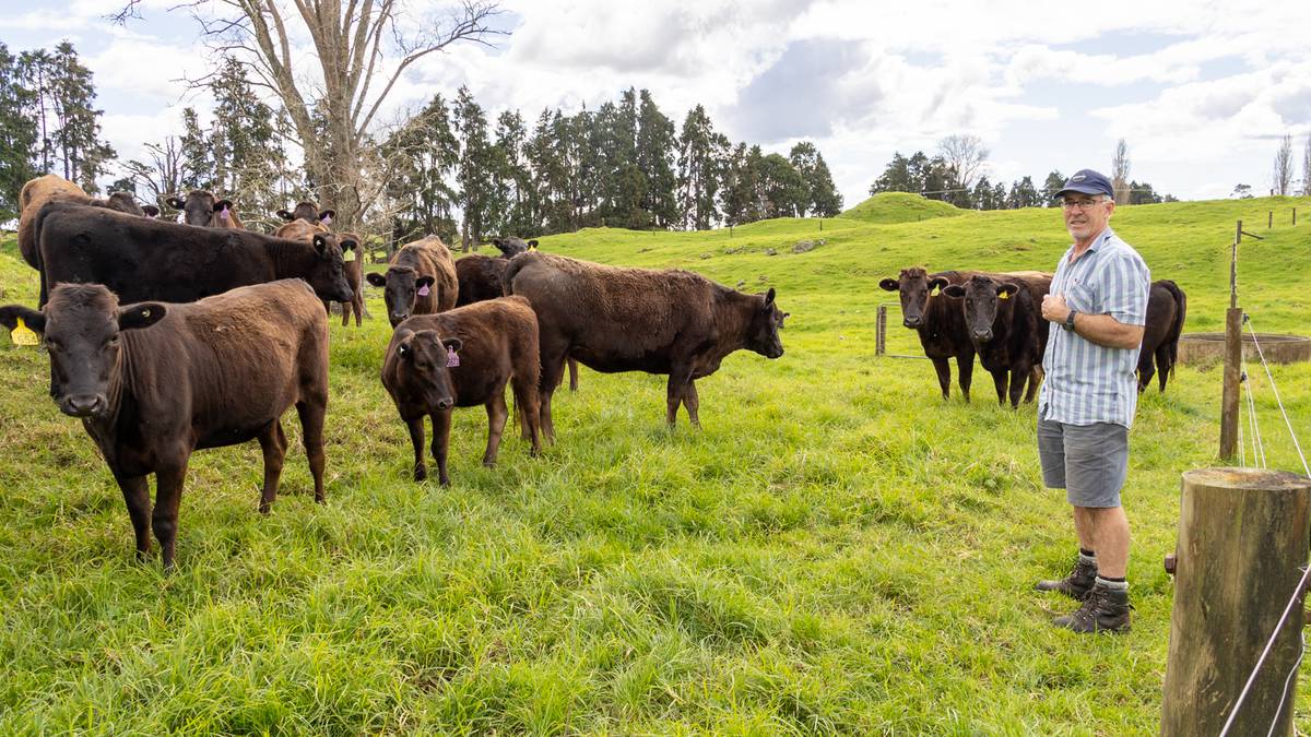 Wagyu president moves fabled herd to Pakaraka in Northland