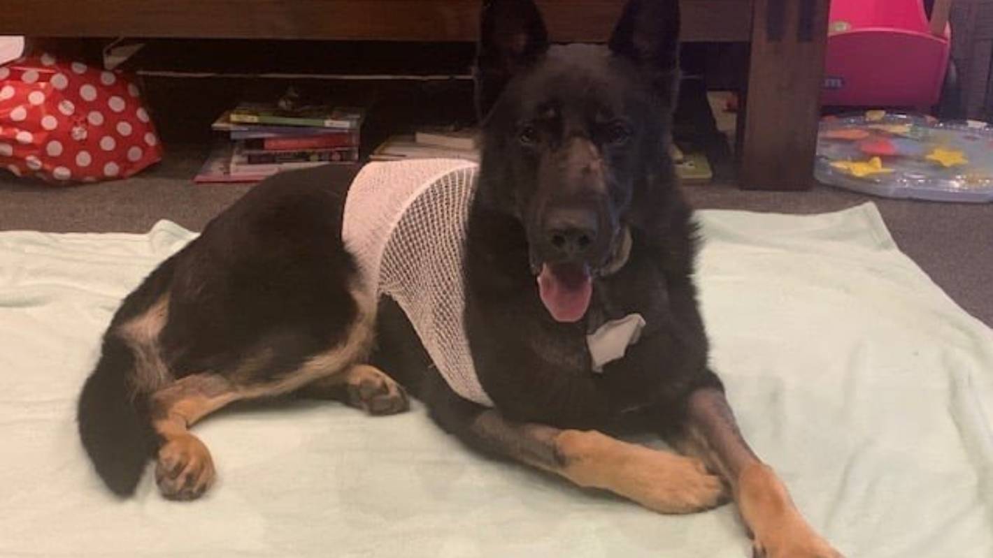 Officer whose dog was shot by gunman returned fire to ‘defend my life’