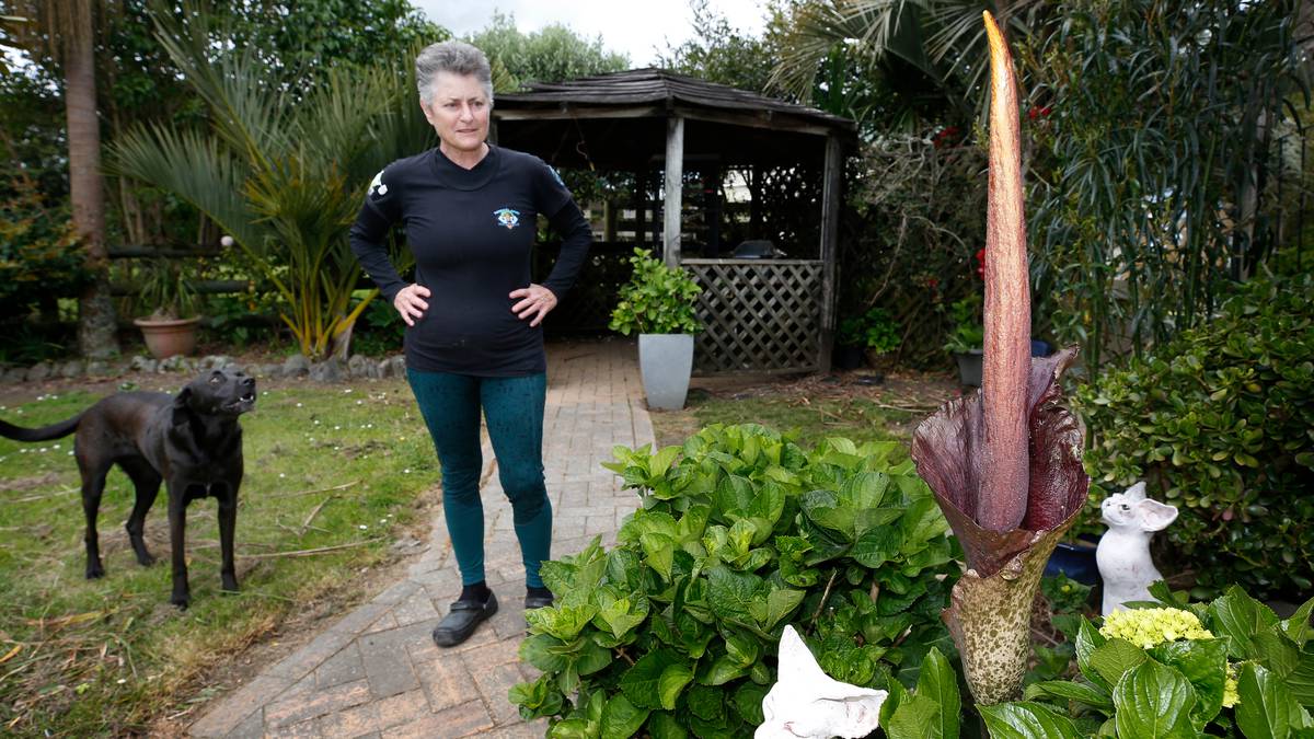 Stinky ‘corpse plant’ flowers in Whangārei garden for first time in 15 years