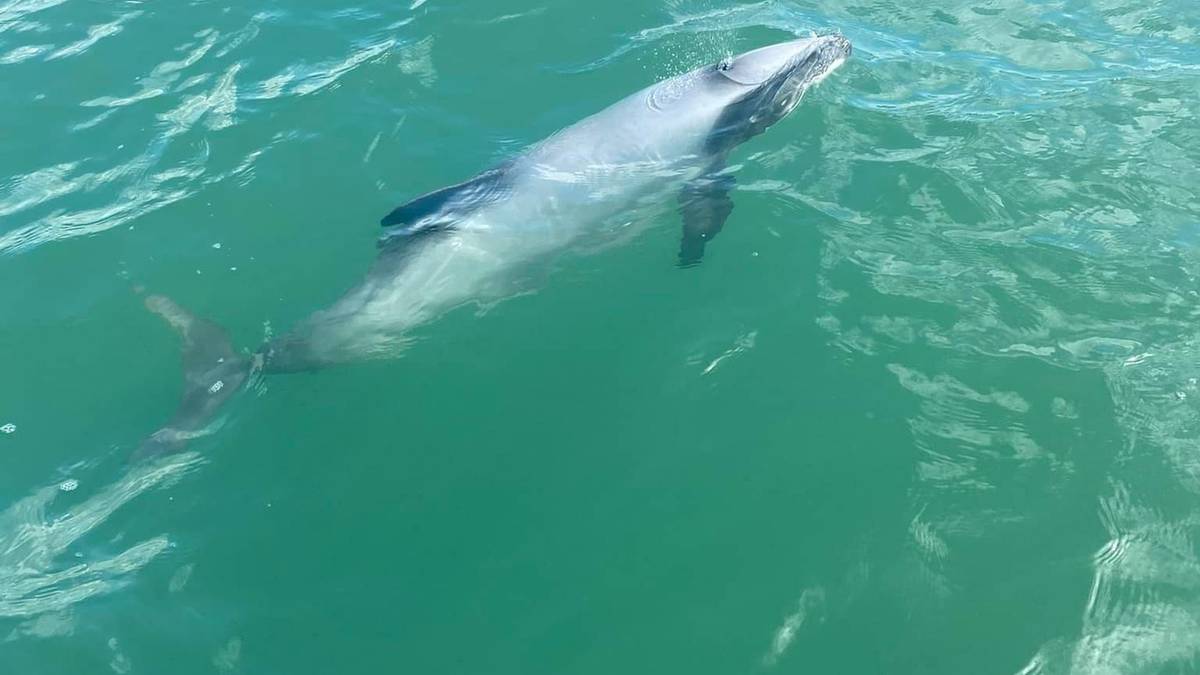 Rare Hector’s dolphin in Northland for first time in 100 years, DoC confirms