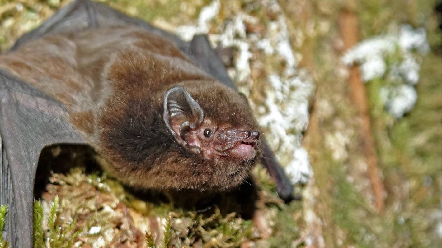 Critically endangered long-tailed bat found in new spot in Whangārei