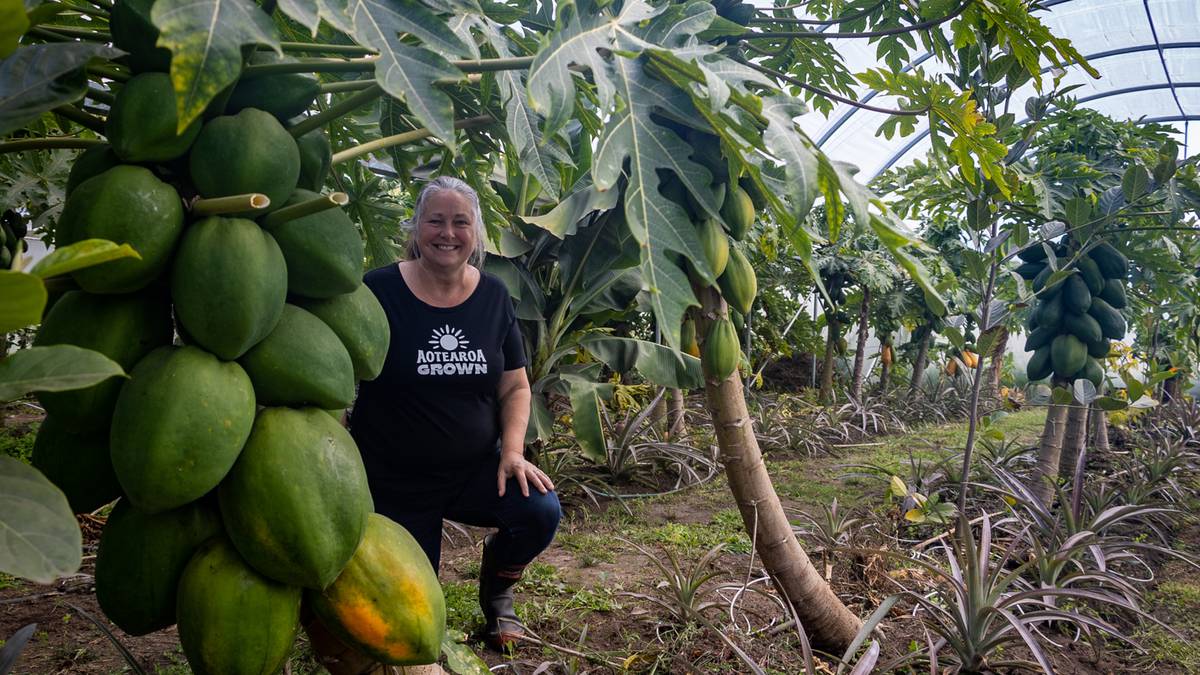 Commercially grown tropical papaya crop bears fruit for North grower