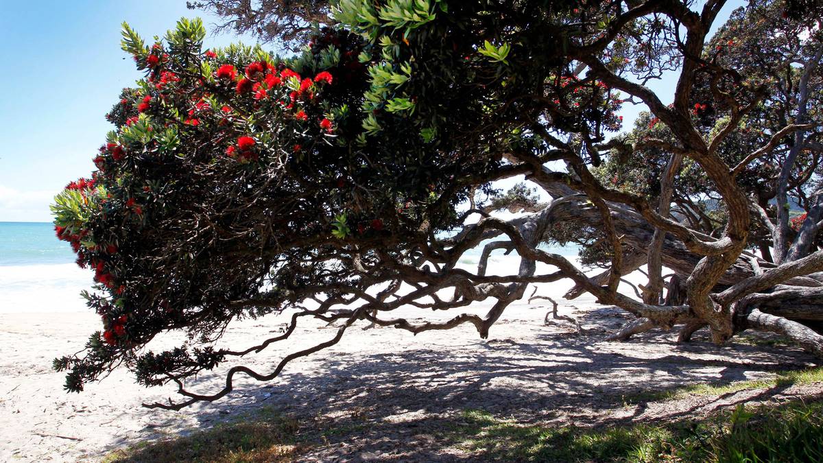Langs Beach pōhutukawa trees damaged, allegedly by child with axe