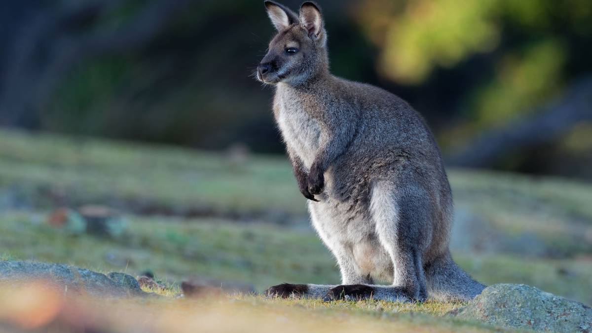 Wallaby or hare? Whangārei man’s unusual sighting in Pukenui Forest raises concern