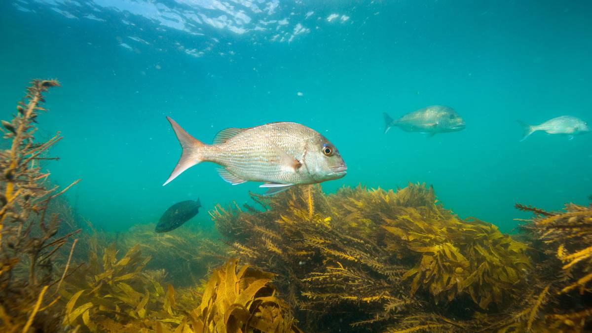 What fish can you find in Northland during the summer’s marine heatwave?