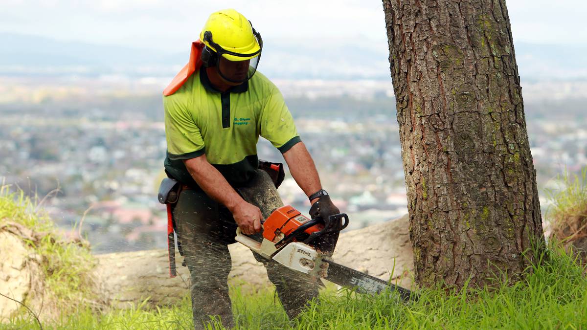Joe Bennett: Chainsaw use gives food for thought