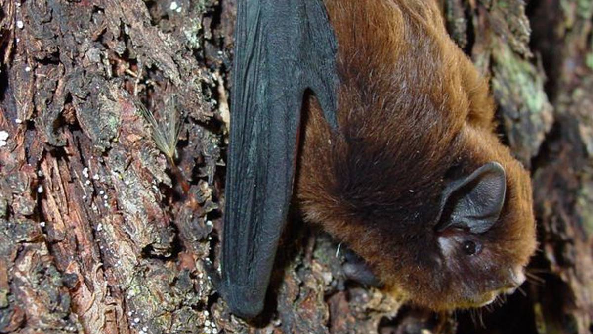 Whangārei forest found to be home to rare long-tailed bat