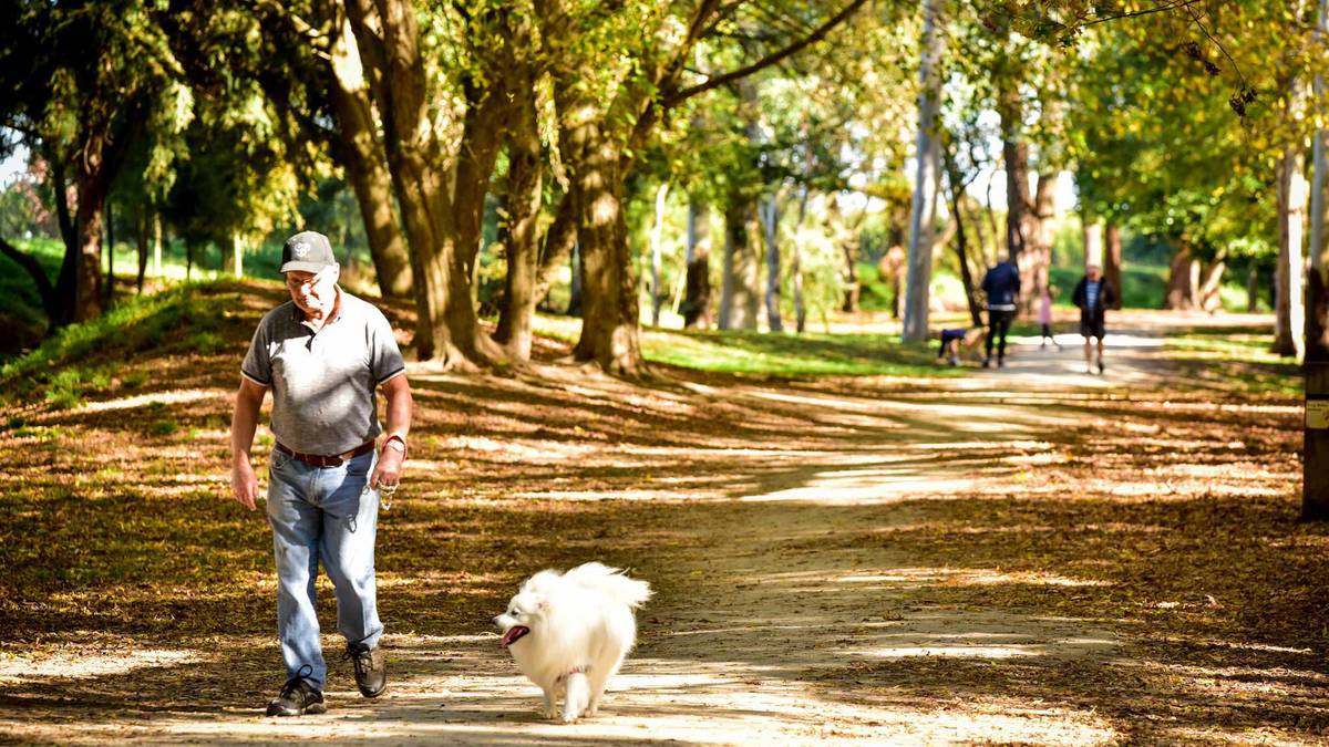 Proposed off-leash dog park on outskirts of Kerikeri gets paws down from residents
