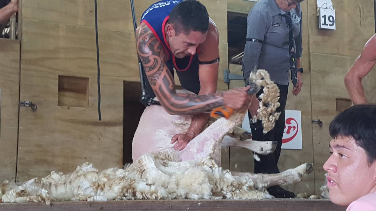 Northland shearer wins Central Hawke’s Bay A&P Show’s open final