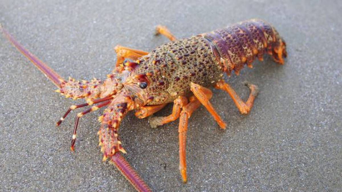 Group plans further legal action against Govt after landmark decision on crayfish catch limits