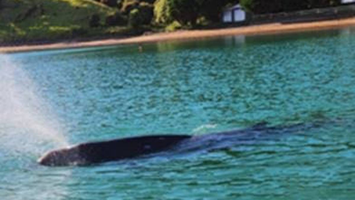 Department of Conservation keeping an eye on injured whale spotted in Bay of Islands