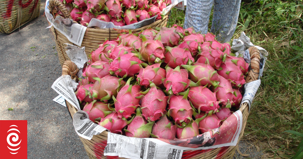 New dragon fruit varieties may be opportunity for Far North growers
