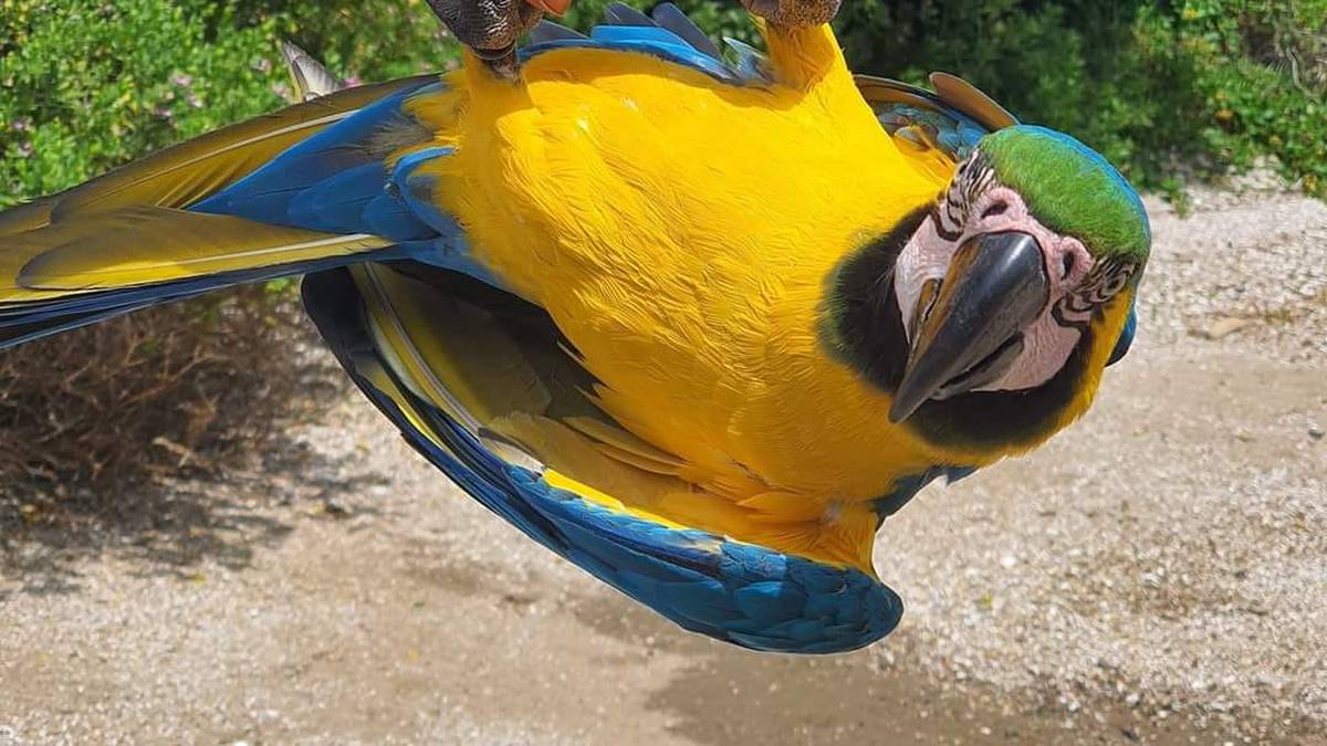 ‘People love him’ – Russell community devastated as Pablo the macaw goes missing