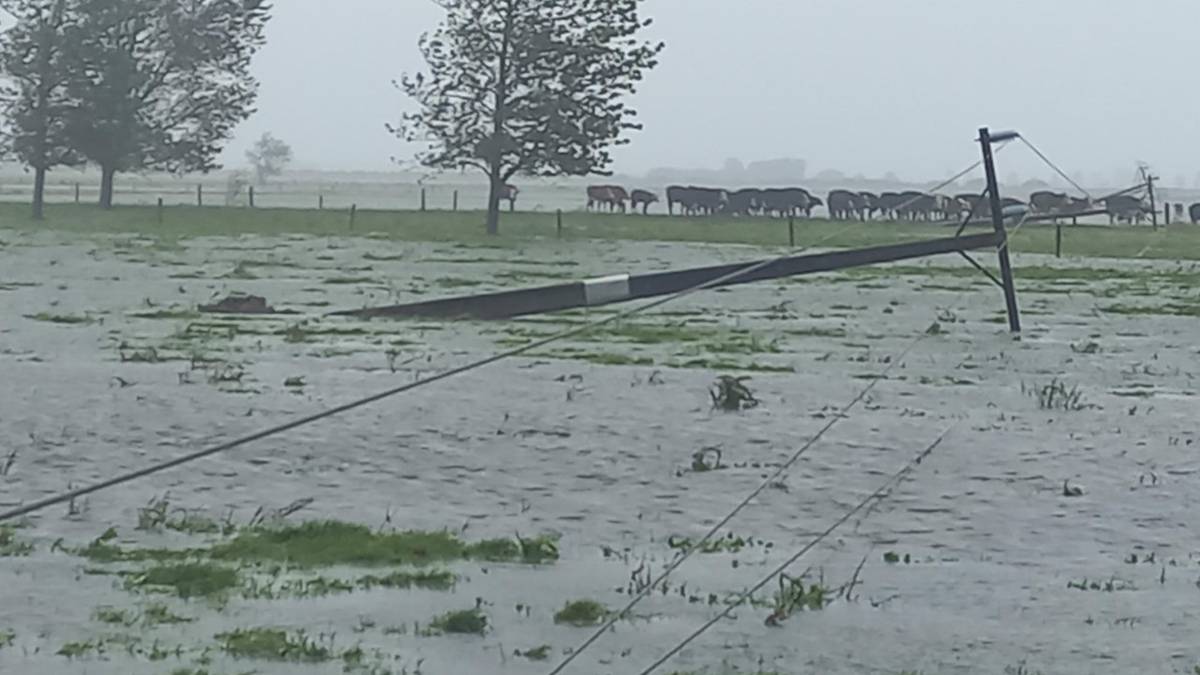 Cyclone Gabrielle: Cattle left unmilked as power outages stifle farmers