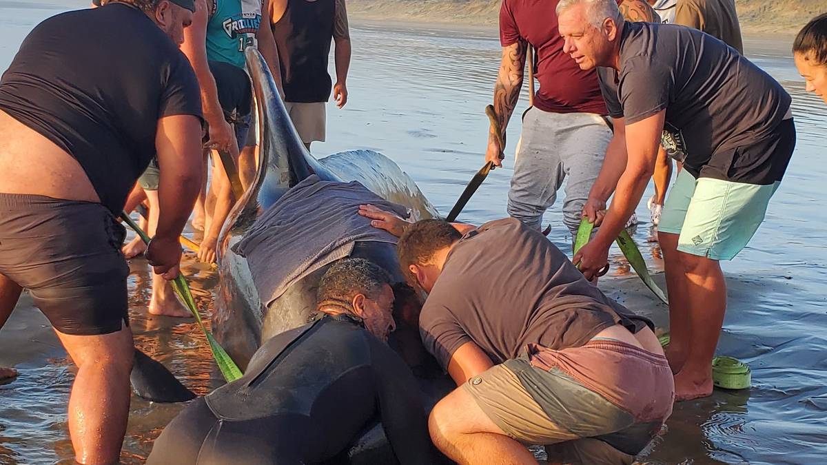 Pilot whales die after Far North stranding on Ninety Mile Beach