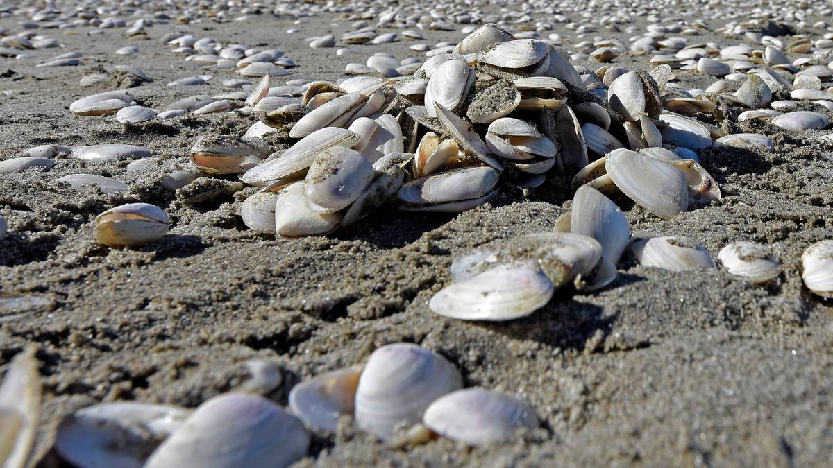 Public health warning against collecting shellfish in west Northland