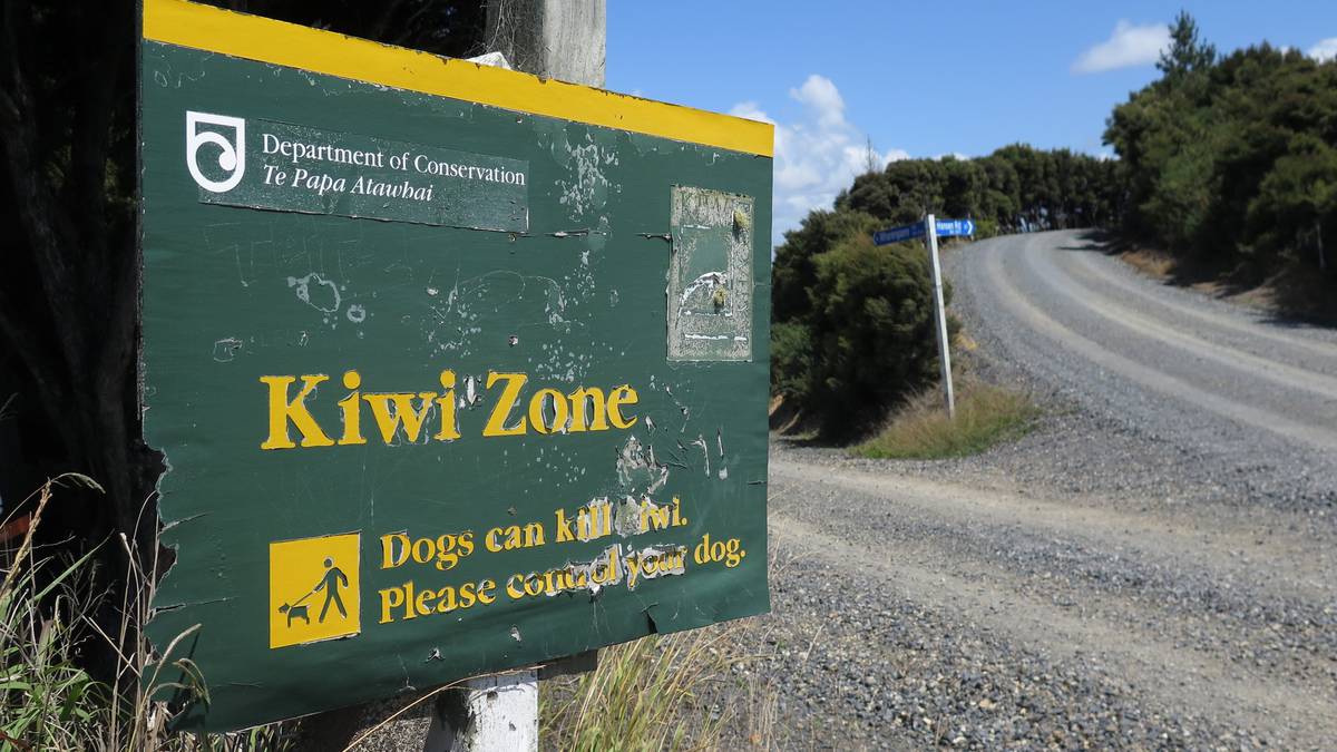 Bay of Islands kiwi deaths investigated after suspected dog attacks