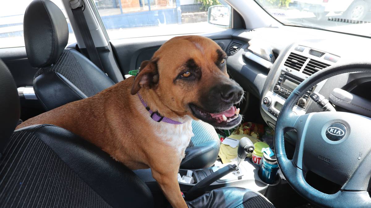 SPCA fields ‘concerning’ complaints about dogs left in hot cars as Northland’s temperatures soar