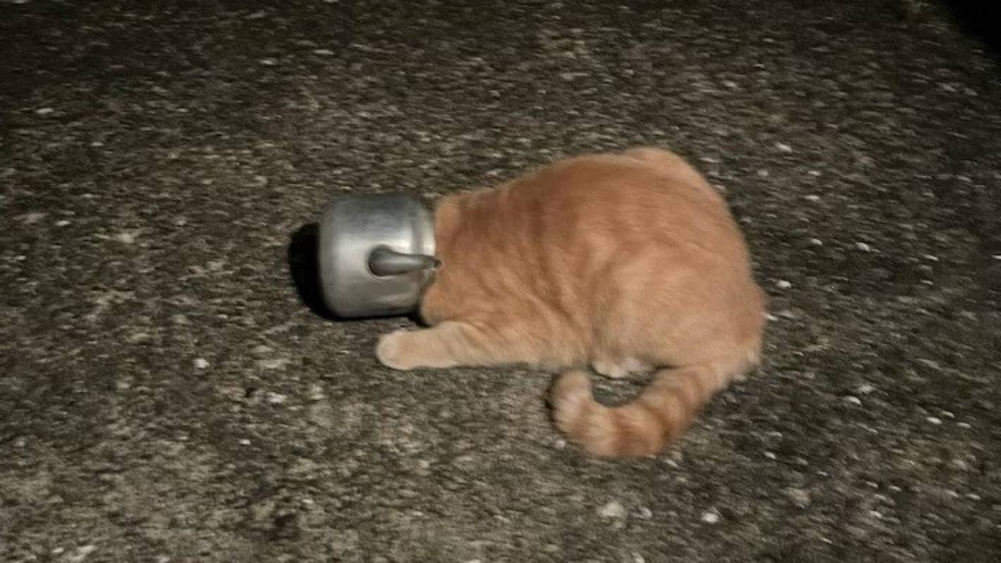 Hello Kit-tea: Cops save cat with teapot on its head