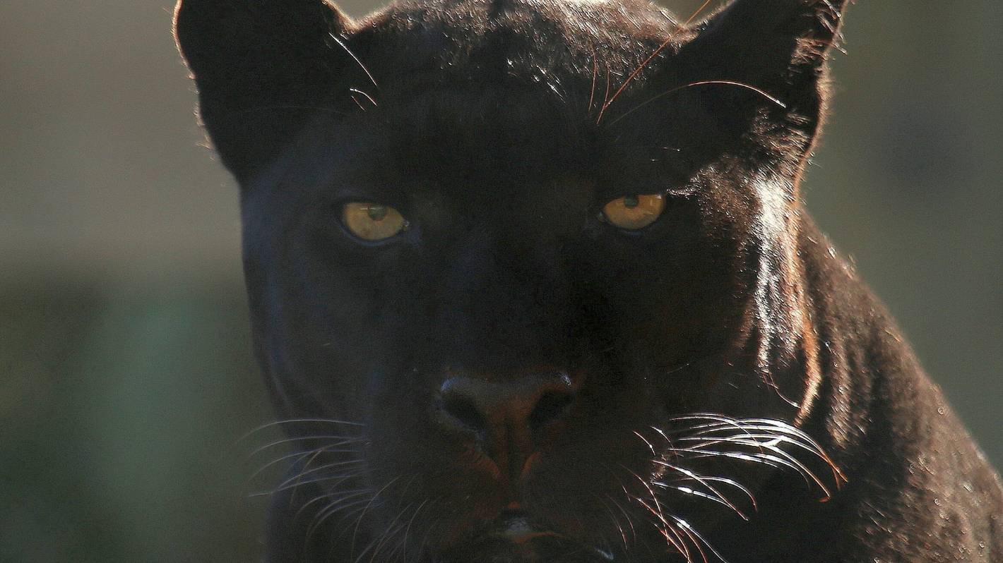 NZ’s only black leopard put down at Kamo sanctuary