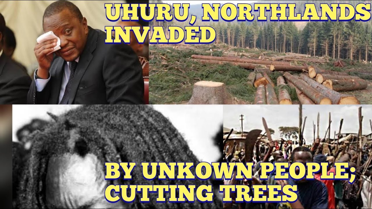 INVADERS cutting down TREES in KENYATTA'S FAMILY LAND, NORTHLAND, EASTERN BYPASS