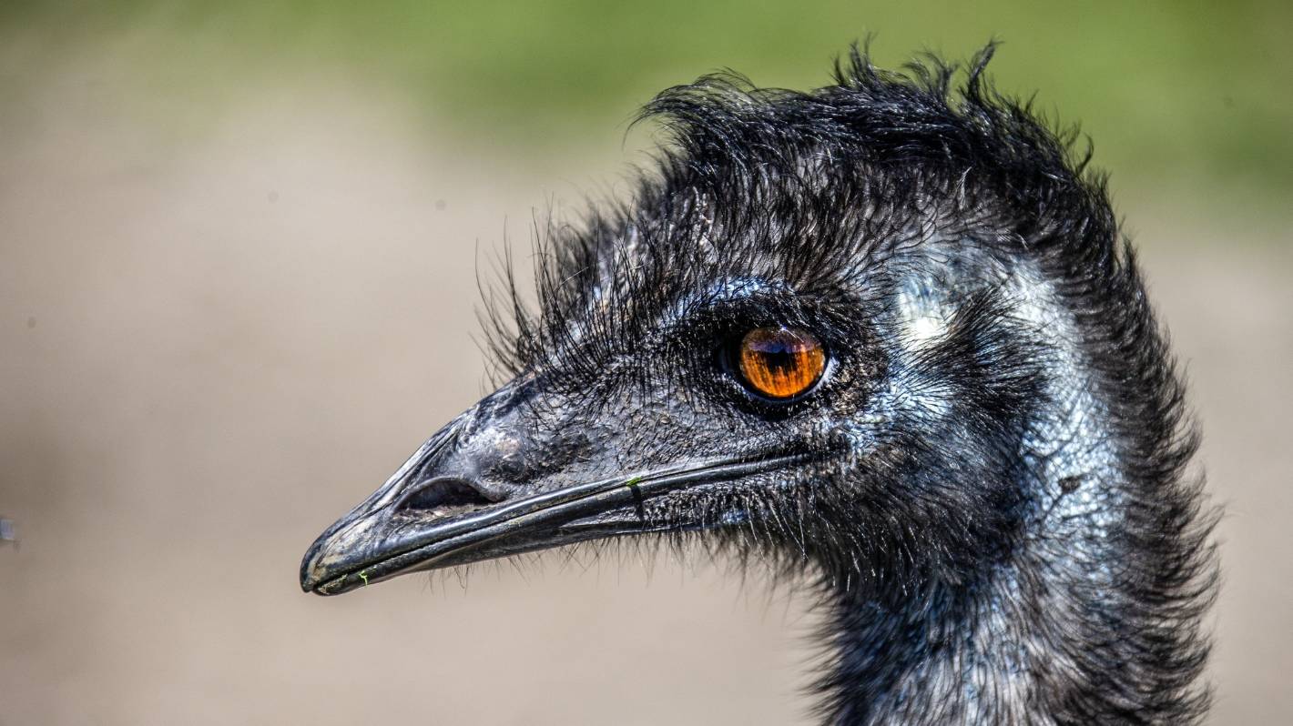Dude, where’s my emu? Chase for escaped bird lasts four days