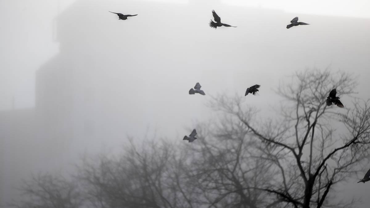 Kevin Page: Scared out of my nut as fog descends, birds screech and someone screams