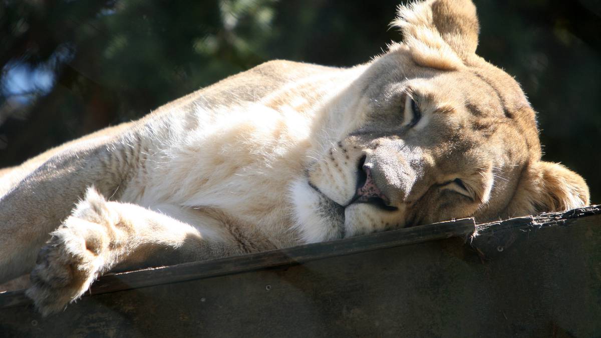 MPI unconcerned about the welfare of big cats at Kamo Wildlife Sanctuary put into liquidation