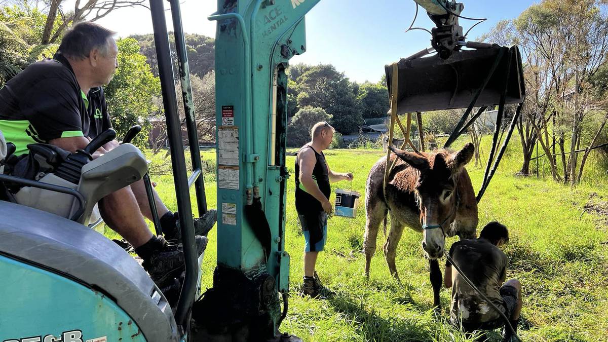 Dramatic rescue for Russell donkey ‘Texas’