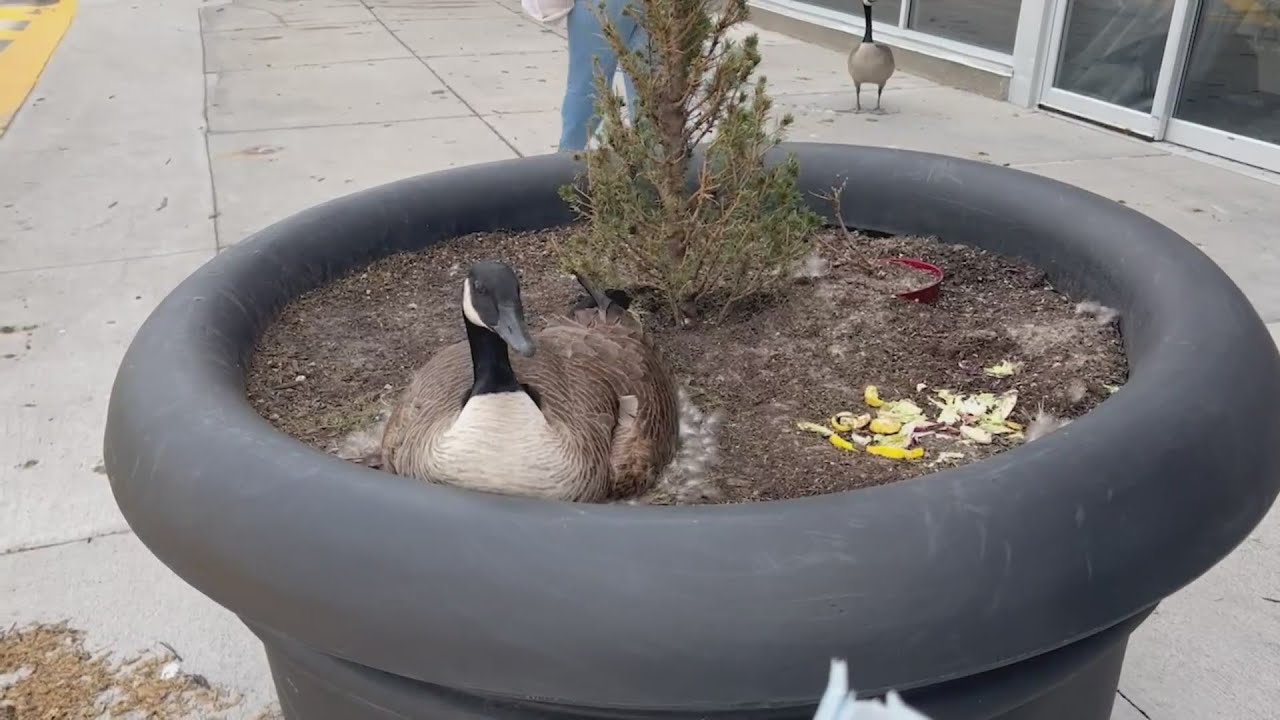 Canadian Goose nesting in planter at Northland grocery store