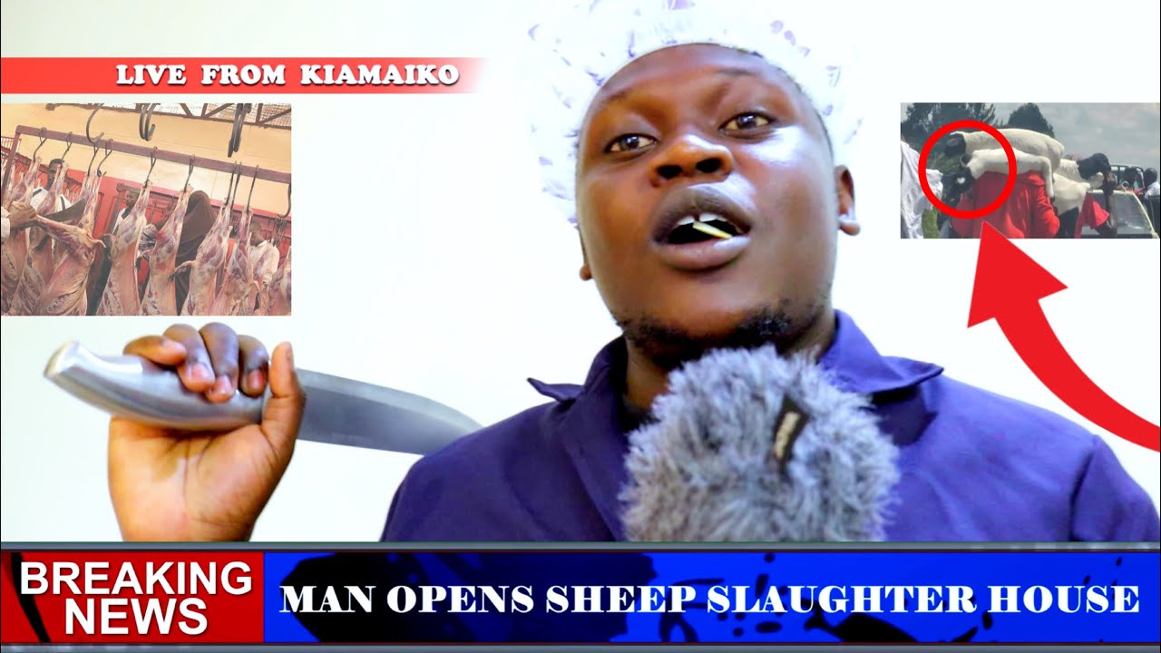 BREAKING NEWS! Man Opens Up on Slaughtering Stolen Sheep 🐑from Northlands.