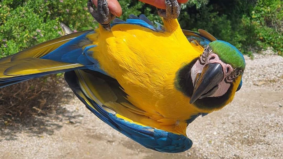 Pablo the Russell macaw: Search moves to rural South Auckland