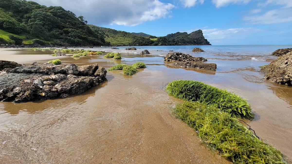 More invasive caulerpa seaweed found in Far North; tourism, fishing warning